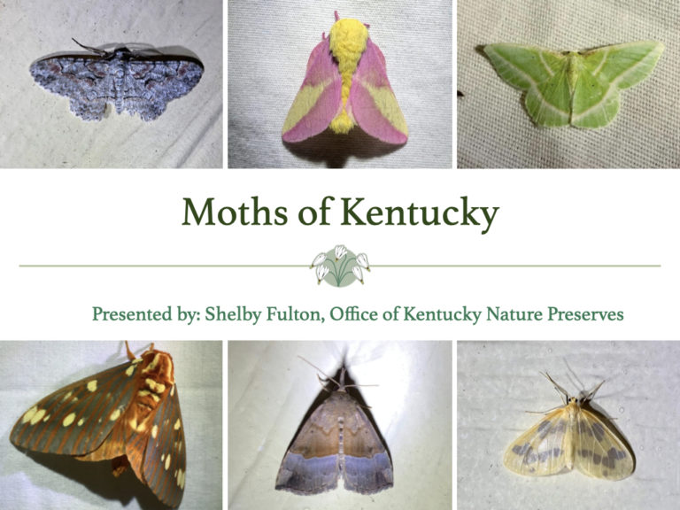 Webinar: Moths of Kentucky with Shelby Fulton - Floracliff Nature Sanctuary