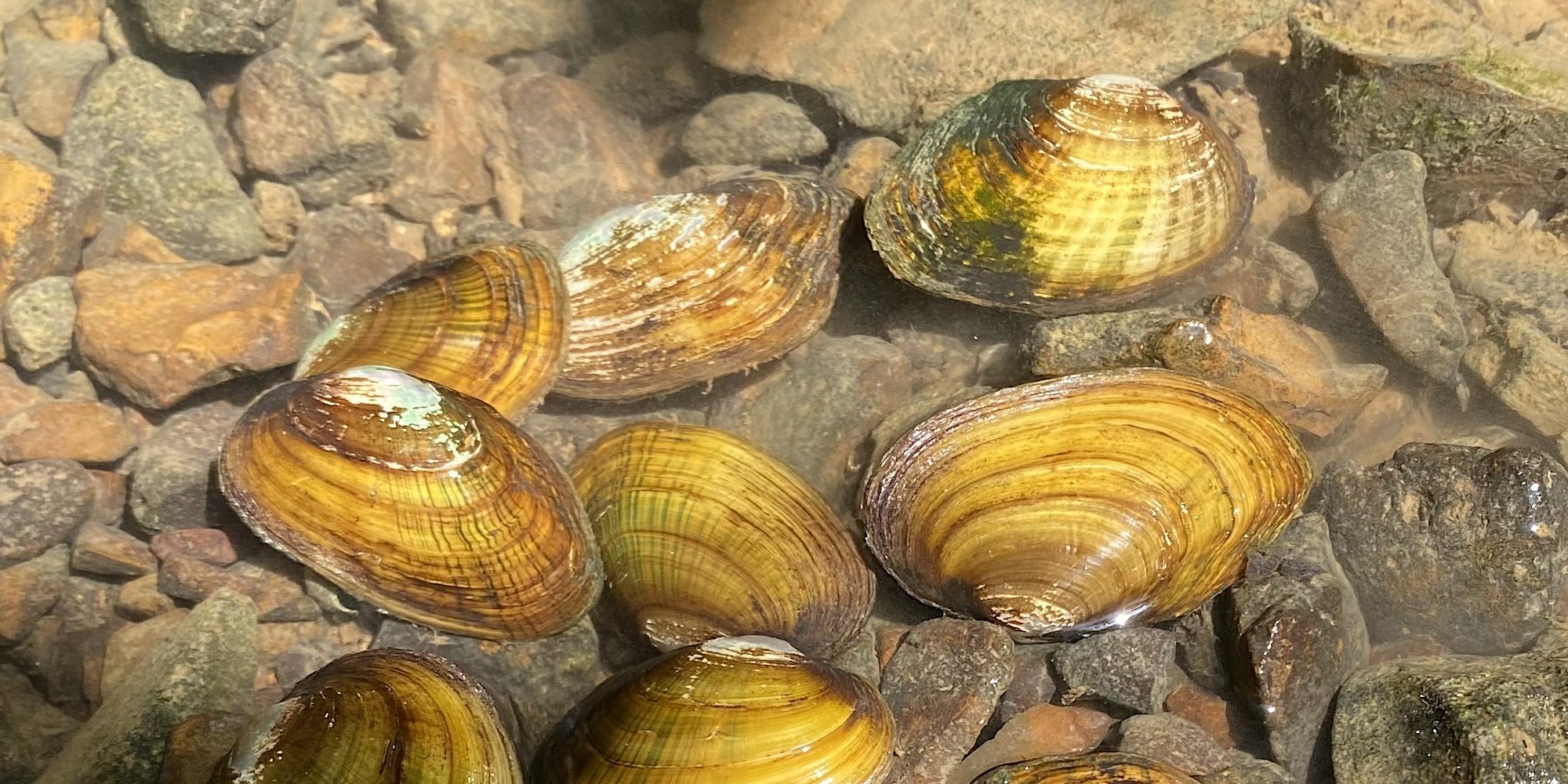 Freshwater Mussels in Kentucky: the heavy lifters of the stream ...